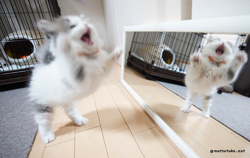 小奶喵貓生第一次看到鏡子，氣到對鏡子裡的自己狂威嚇。 (圖/取自推特)