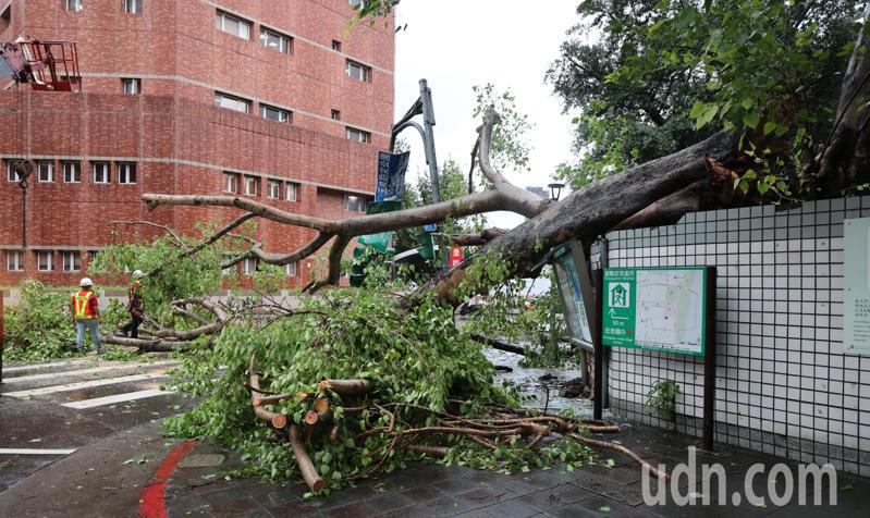 台北市今天下午下起大雷雨，忠孝國中靠馬路圍牆一棵近二十公尺的校樹遭雷擊倒榻，橫陳在校外西寧北路與長安西路口，壓毀一個紅綠燈及2輛車輛。記者潘俊宏／攝影