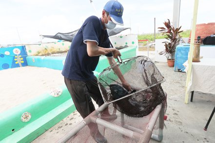 中國大陸禁止台灣石斑魚進口之後，對台灣的水產養殖帶來巨大衝擊。記者劉學聖／攝影