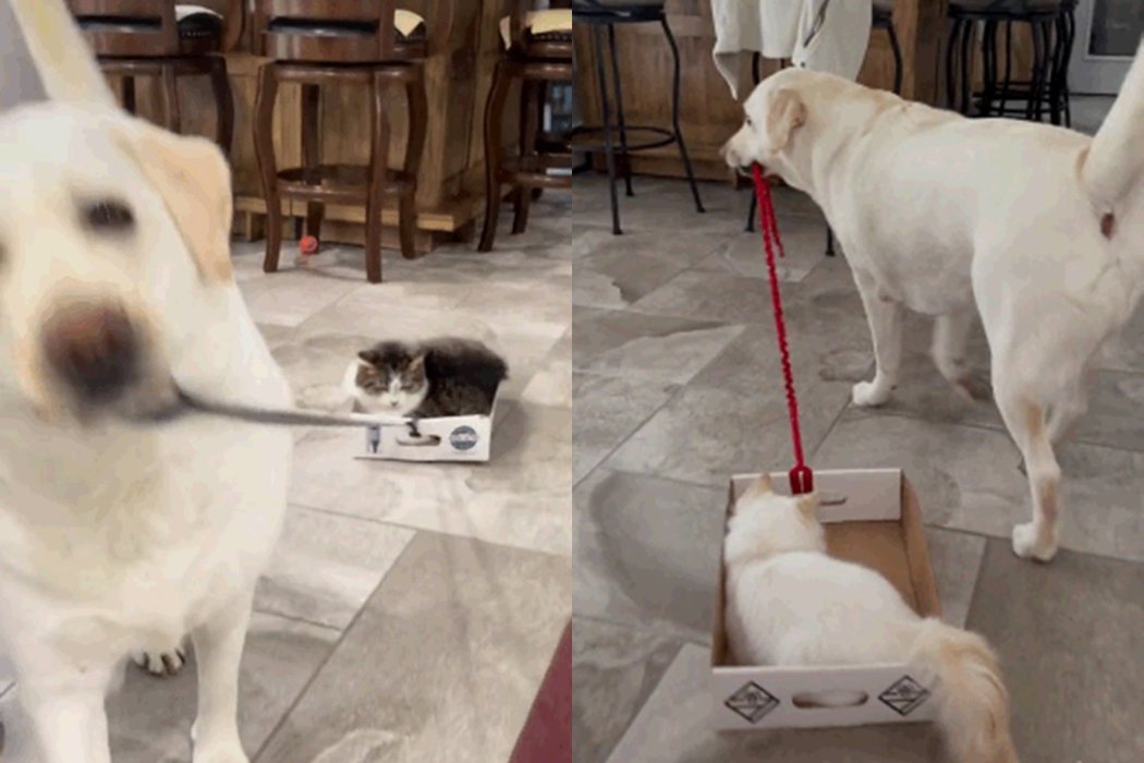 拉布拉多Camper成了家中兩隻貓的「工具狗」。 圖擷自@camperandleo