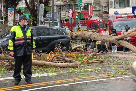 午後大雨北市又釀路樹倒塌　1車慘遭襲擊所幸無人傷