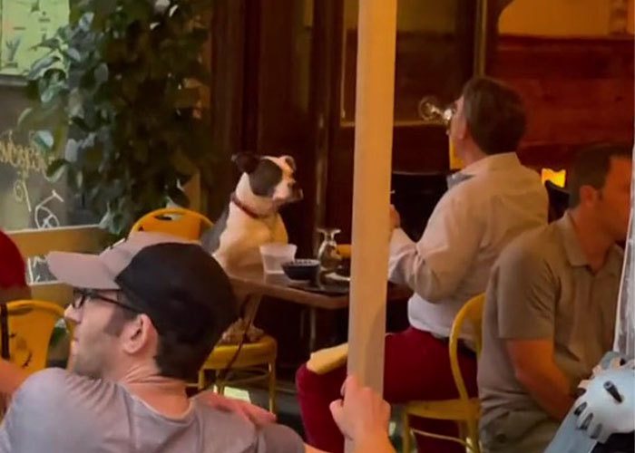 一隻鬥牛犬乖乖陪主人在餐廳用餐。圖取自抖音