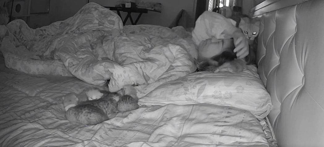一隻母貓跟一窩小貓和飼主睡同一張床上，每到凌晨五點，母貓都會把其中一隻小貓叼起來放在主人身邊。 (圖/取自影片)