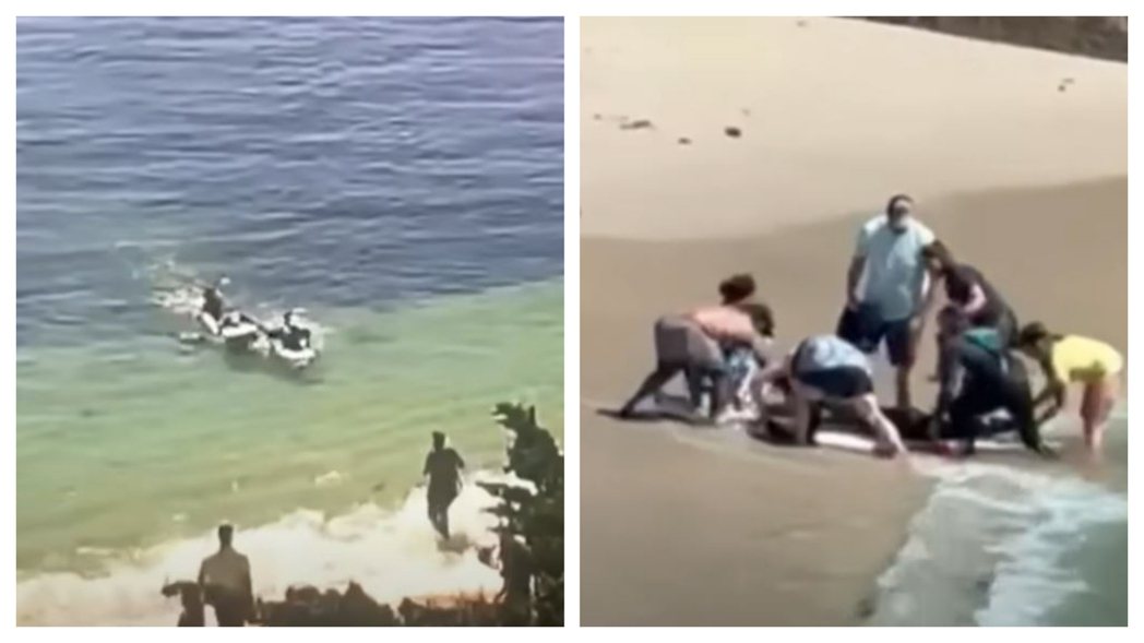 一名泳客被鯊魚襲擊受重傷，路過的遊客拿衝浪板當擔架救他。 (圖/取自影片)