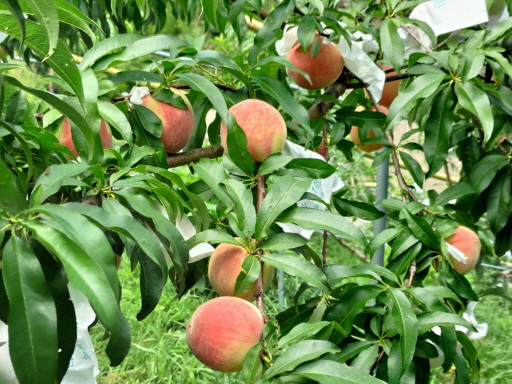 尖石鄉高山水蜜桃6月底開賣，喜愛水蜜桃的人絕不能錯過。 圖／竹縣府提供