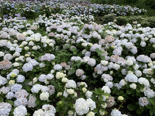 那羅部落近年推廣種植香草、花卉，6月底前能欣賞到美美的繡球花。 圖／巫鴻瑋攝影