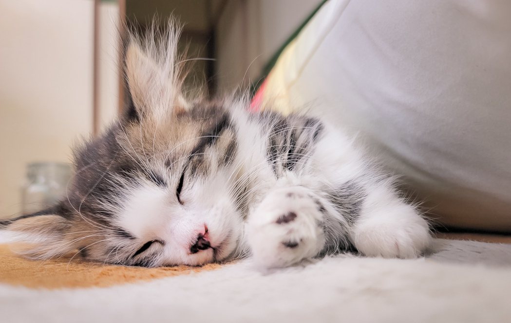 許多人會有裸睡習慣，但跟家裡貓咪一起睡覺的時候悲劇也層出不窮。 (圖/Pakutaso)