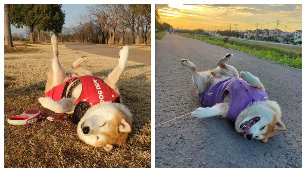 娜娜是一隻散步到一半會自動斷電的柴犬，就這樣躺路上一動也不動。 (圖/取自IG「nana.shiba.inu」)