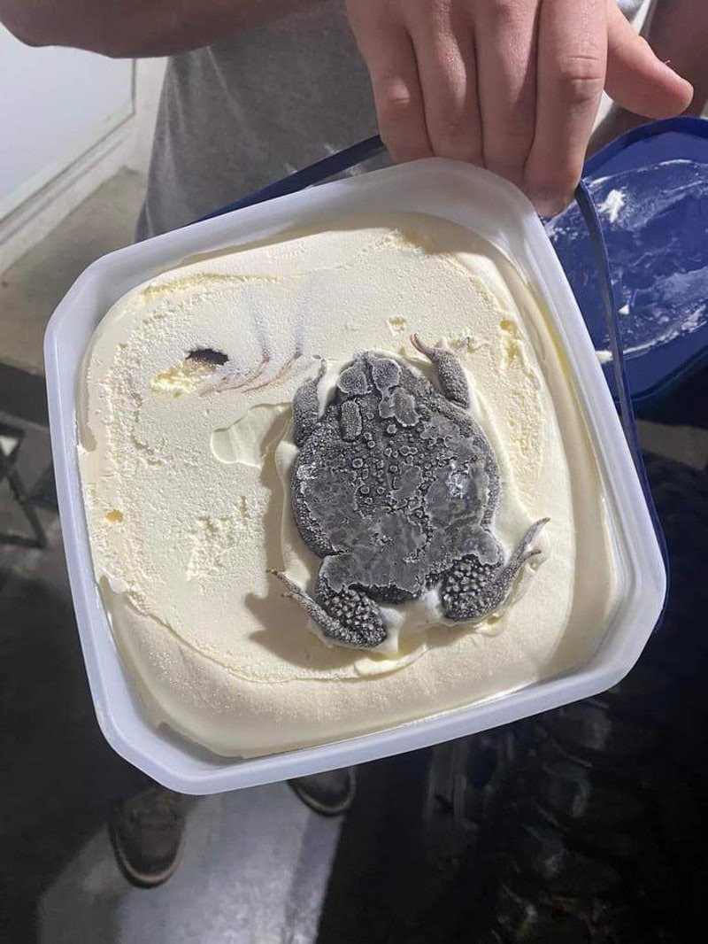 有網友在網上發佈1張照片，只見一盒奶白色的雪糕上竟有1隻被壓扁、結冰的死蟾蜍，狀甚恐怖。（9gag圖片）