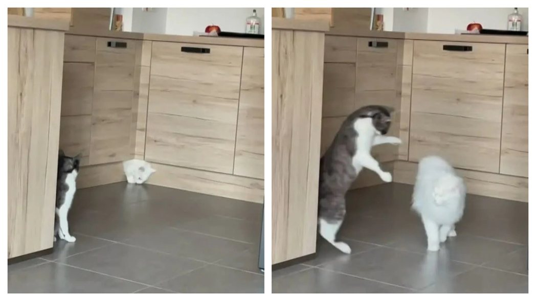 廚房角落的櫥櫃突然鑽出一隻白貓，當白貓完整鑽出後一旁的黑白貓都嚇壞。 (圖/取自影片)