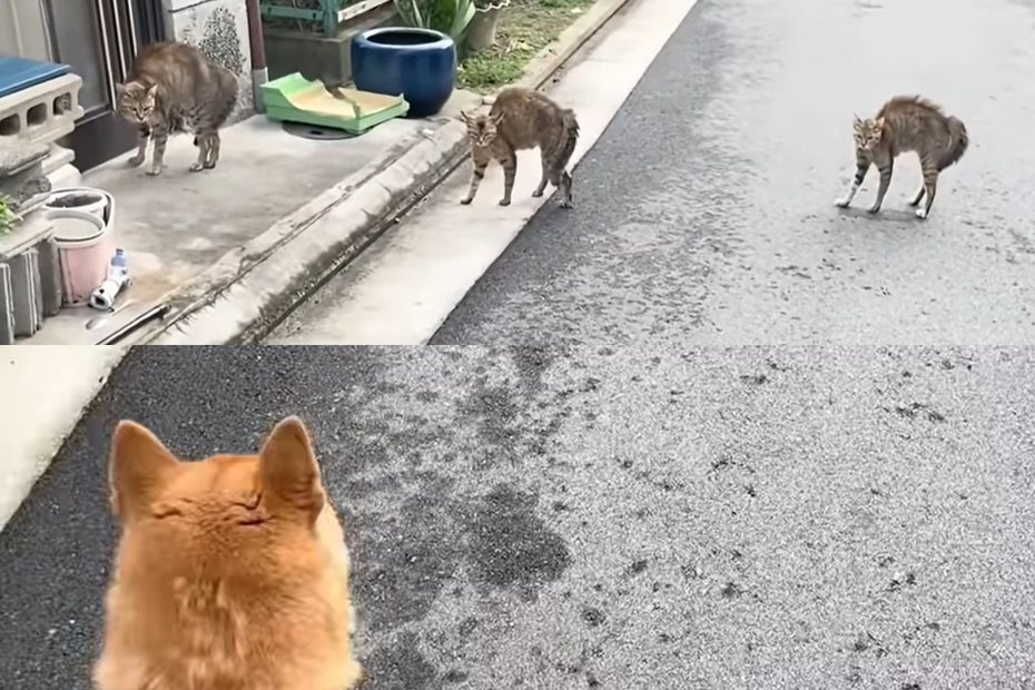 3隻虎斑貓同時炸毛，擋住狗勾去路。圖擷自動物梗圖星球
