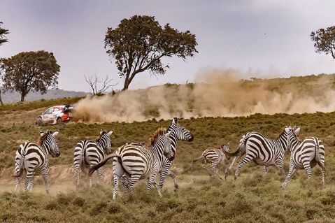 暴力鴨嚇傻非洲野生動物！Toyota GR Yaris廠車於WRC肯亞站奪下1至4名