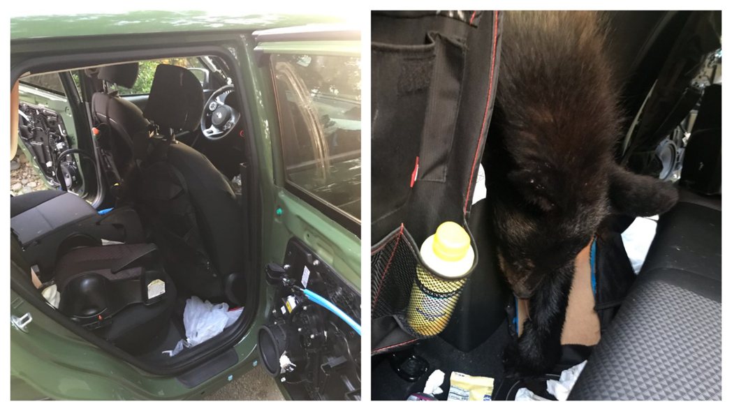一隻黑熊聞到食物香味進去車內覓食，結果被卡住逃不出去活活熱死。 (圖/取自臉書粉專「Tennessee Wildlife Resources Agency」)