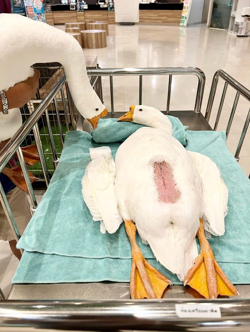 鵝爸爸在病床邊關心女兒狀況。圖擷自Panalai Veterinary Hospital