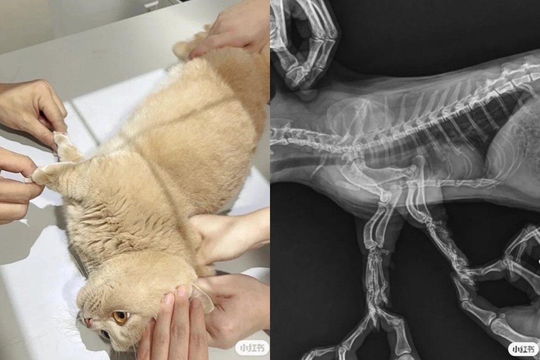 皮皮的腿被拉直拍X光，宛如短腿貓處刑現場。圖擷自小皮的成長日記