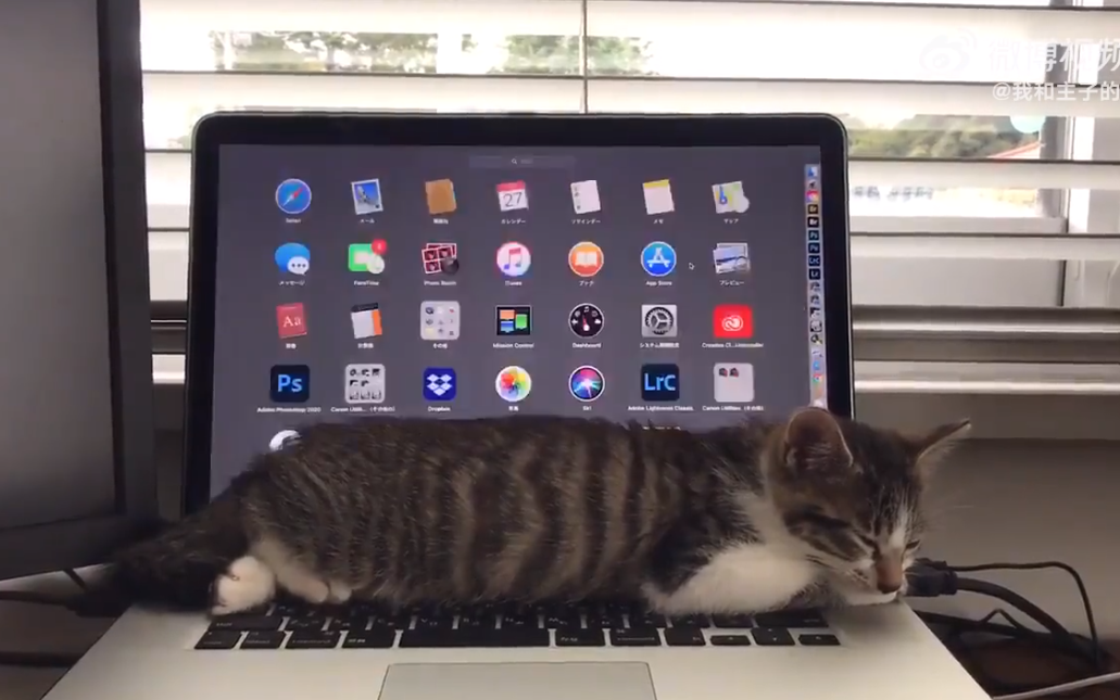 貓咪睡在筆電上，肚子觸發鍵盤功能。圖取自微博