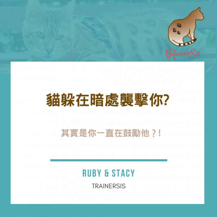 （圖／「RUBY & STACY 貓咪訓練師 | 貓行為諮詢」IG授權提供，未經...