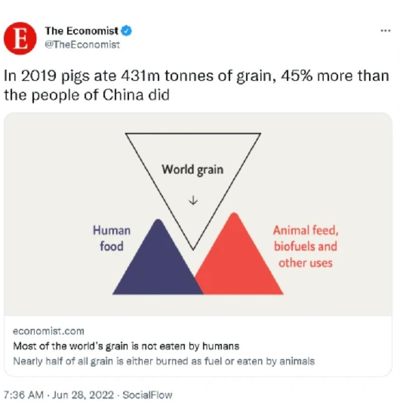 英國「經濟學人」的一篇文章稱豬吃的食物比中國人還多。（經濟學人截圖）