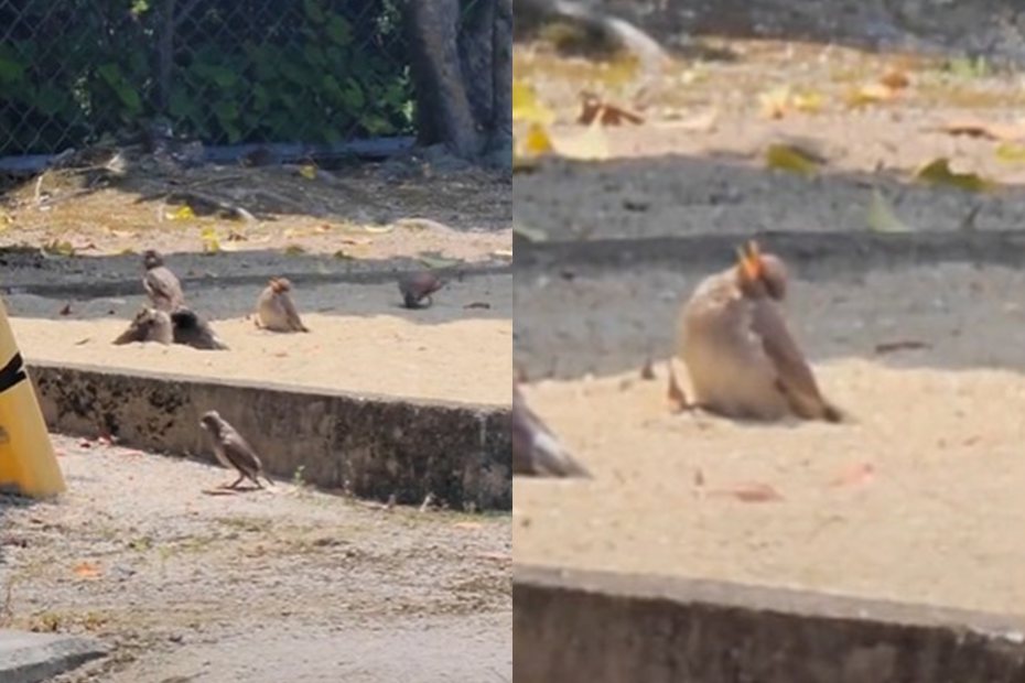 一群鳥兒待在公園空地休息，其中有的張大嘴巴像在睡覺。 圖擷自@
ramumi8 