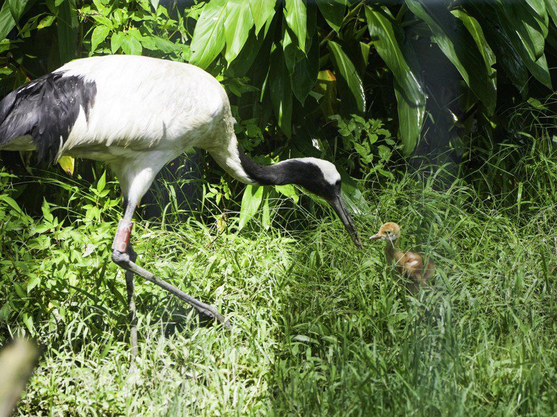 丹頂鶴KIKI餵養雛鳥。圖／台北市立動物園提供
