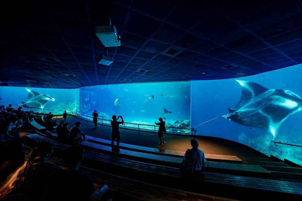 民眾可以透過沉浸式投影認識各種不同魟魚的姿態樣貌。圖/屏東海生館提供
