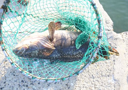 石斑魚銷不出去，骨牌效應恐讓台灣養殖業全面崩盤。圖／賴永祥攝