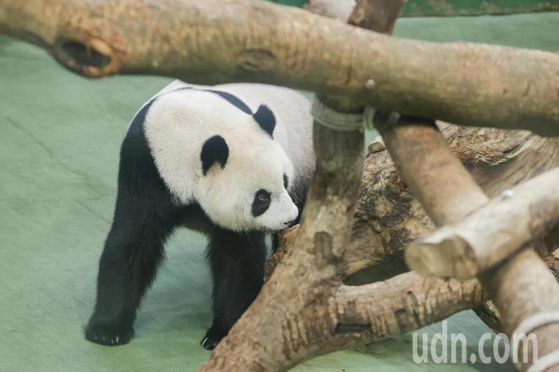 台北市立動物園幫大貓熊「圓仔」慶祝九歲生日，圓仔九點半準時亮相。聯合報系記者曾原信／攝影