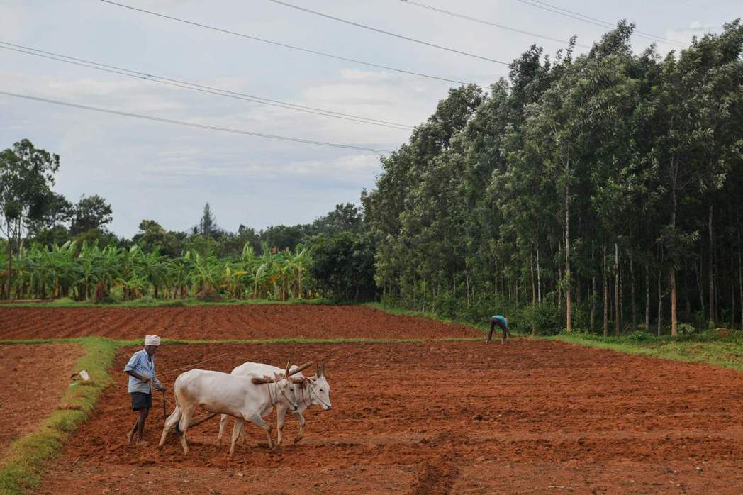 一名印度農人上月30日牽著兩頭牛，在邦加羅爾市郊的田地耕作。（法新社）