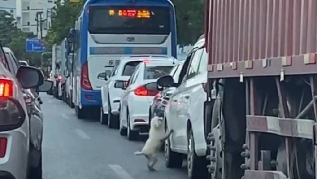 駕駛在公路上把狗丟出車外。圖取自微博