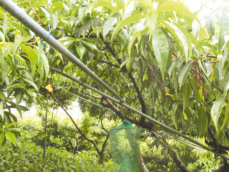 尖石鄉水蜜桃受到3月以來大雨持續影響，造成嚴重落花、落果，今年產量大減。圖／新竹縣府提供