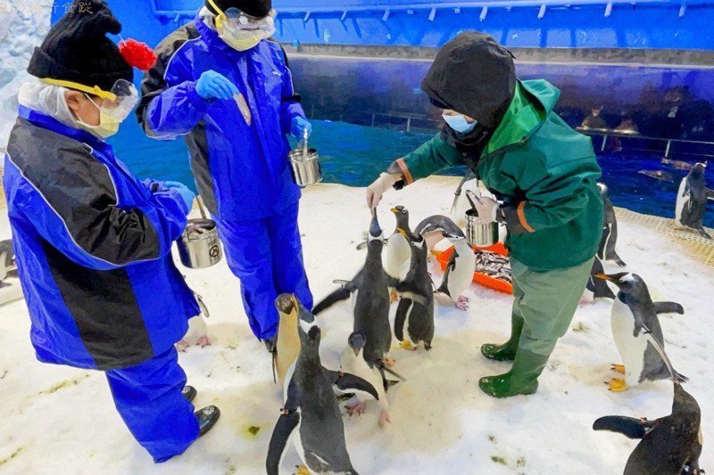 屏東海生館BOT廠商今年再推付費的企鵝飼育體驗，在嚴謹的防疫措施下，由飼育員陪同進入體驗。圖／海生館提供