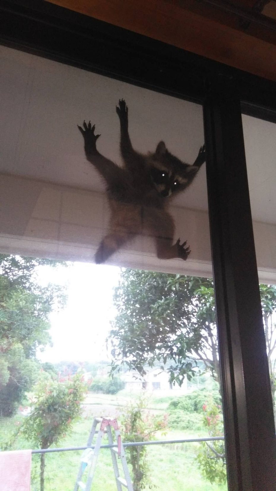 一隻浣熊卡在紗窗上動彈不得，乍看相當像經典恐怖電影「大法師」名場面。 (圖/取自推特「九十九」)