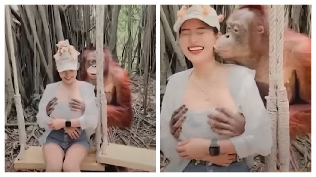 一名身材姣好的女遊客被動物園明星動物紅毛猩猩襲胸親臉。 (圖/取自影片)