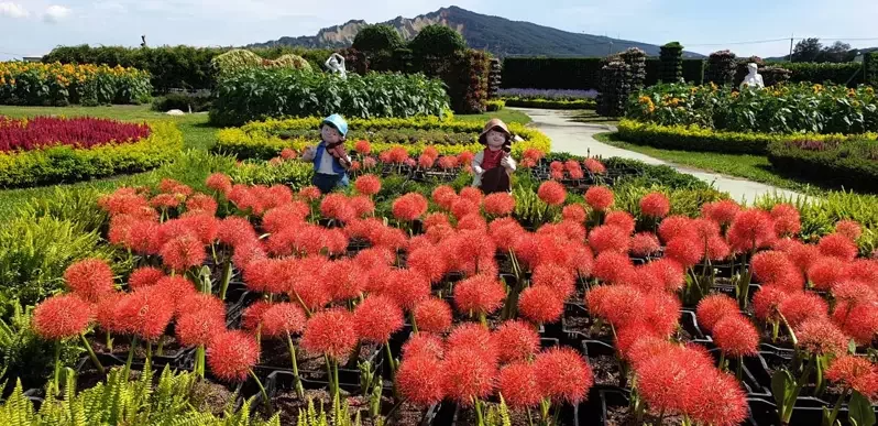 中社花市的火球花分批種植，目前仍是盛開期。 圖／記者游振昇攝影