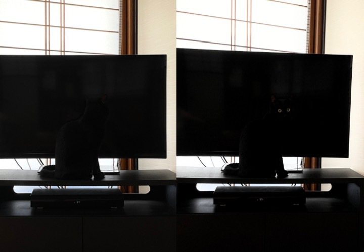 黑貓「小黑」神隱形。（圖／翻攝自推特@yonasawa）