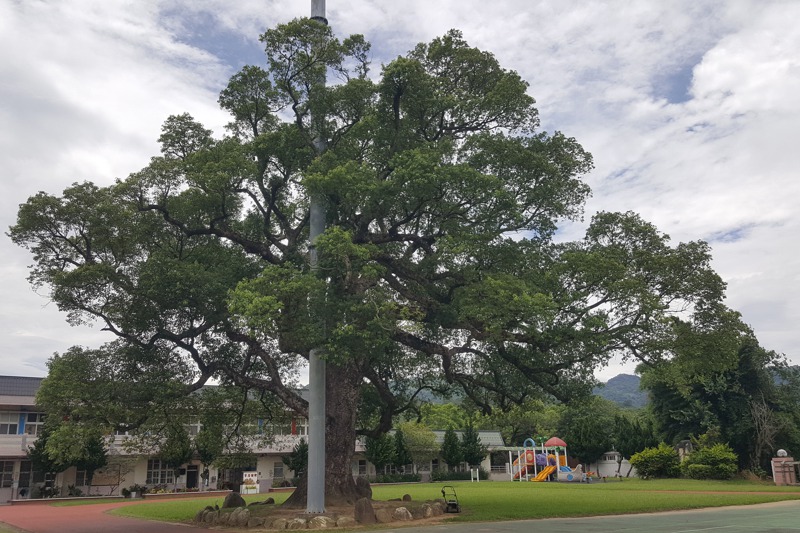 苗栗縣興隆國小的「樟樹爺爺」估計至少有800年樹齡，堪稱全國最高齡的校園老樹。 圖／聯合報系資料照片