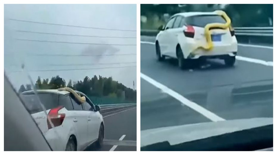 有網友驚見高速公路上一條巨大黃金蟒蛇從車內竄出，還攀爬到車尾兜風。 (圖/取自影片)