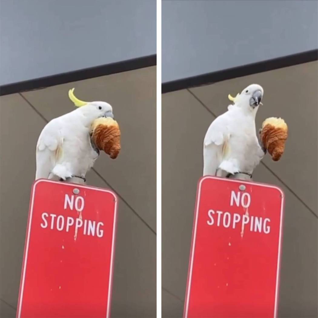 鳳頭鸚鵡停在告示牌上吃可頌麵包。圖取自微博