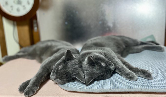 兩隻貓依偎睡覺時如同鏡子反射。圖/@luna7taka9