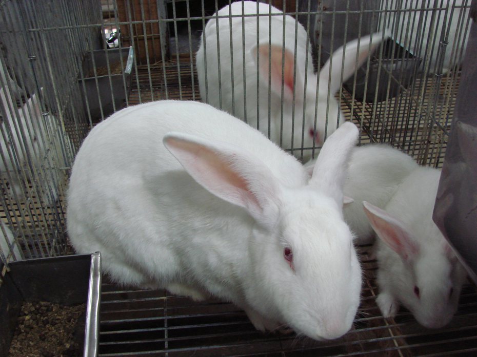 農委會藥毒所研究國際對農藥刺激性評估的非動物測試技術，目前已建立以兔角膜細胞進行眼刺激性評估，以及利用重建人類表皮進行皮膚刺激性評估等相關技術，可有效減少實驗動物使用。圖為實驗兔，本報資料照片