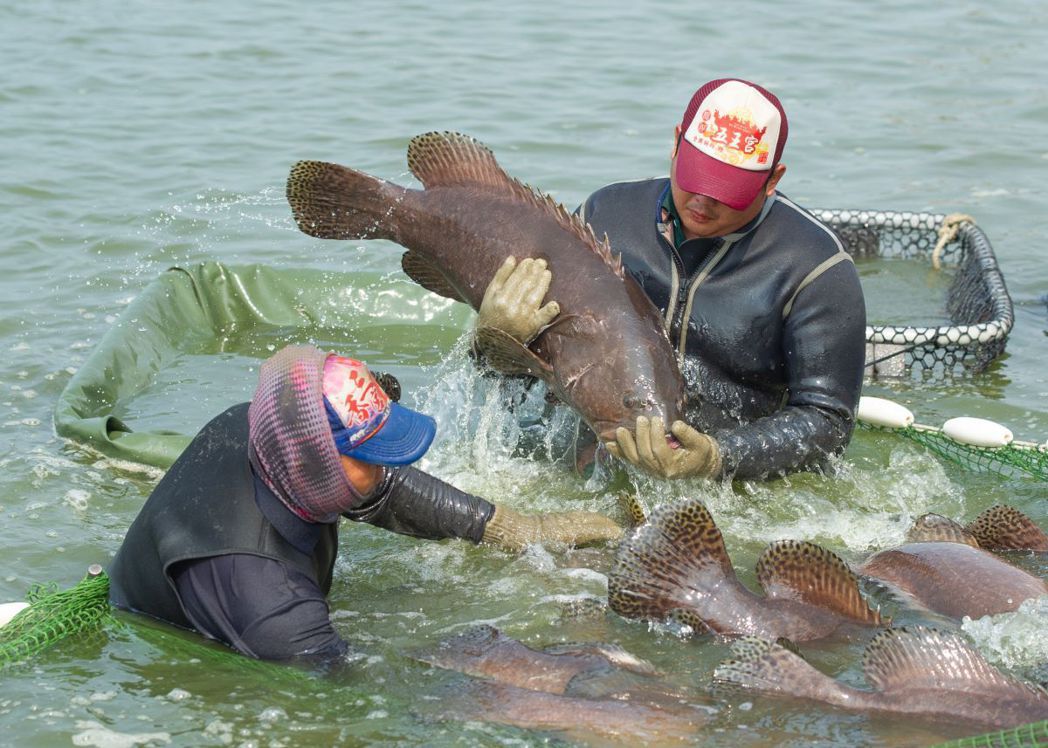 漁民捕撈養殖石斑魚。 圖／屏東縣政府提供