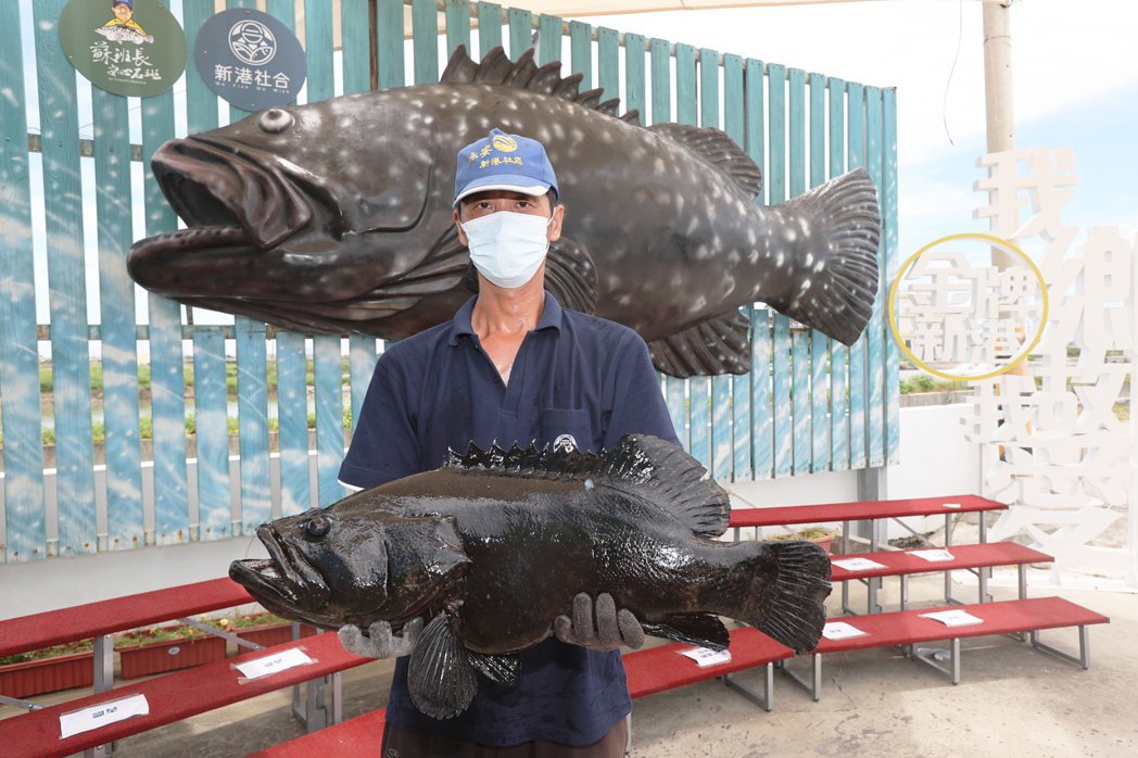 中國禁止台灣石斑魚進口引起南部石斑養殖漁業衝擊，漁民希望政府能夠多開拓其他通路，幫助石斑產業度過難關。 圖／聯合報系資料照片