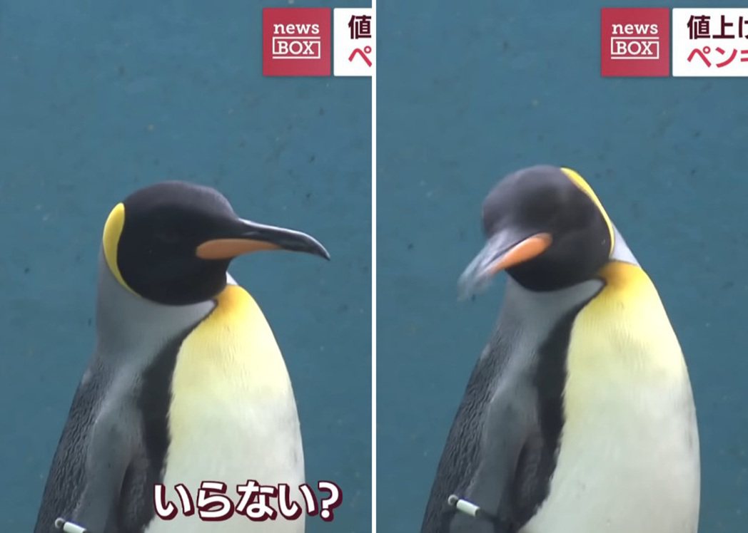 受到全球通貨膨脹影響，日本中部神奈川縣的箱根園水族館在物價飆升後，轉而餵食館內動物較低價的飼料，卻遭到挑食的企鵝與水獺拒吃。圖／取自Twitter@fujidai_s