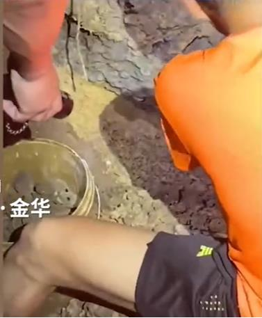 浙江金華一社區開挖地下管線發現大批宋代古錢幣。（大象新聞）