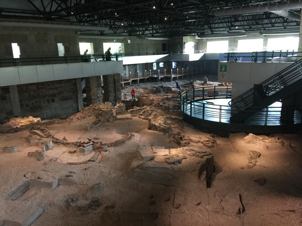 1350平方公尺的化石埋藏現場，數千塊恐龍骨骼交錯橫陳、重疊堆積，景象壯觀。圖／...