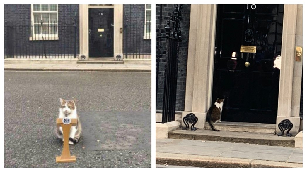 英國首席捕鼠大臣賴瑞也決定不幹了。 (圖/取自推特「Larry the Cat」)