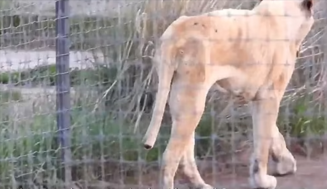 墨西哥被虐待的獅子瘦弱且斷尾。圖取自youtube