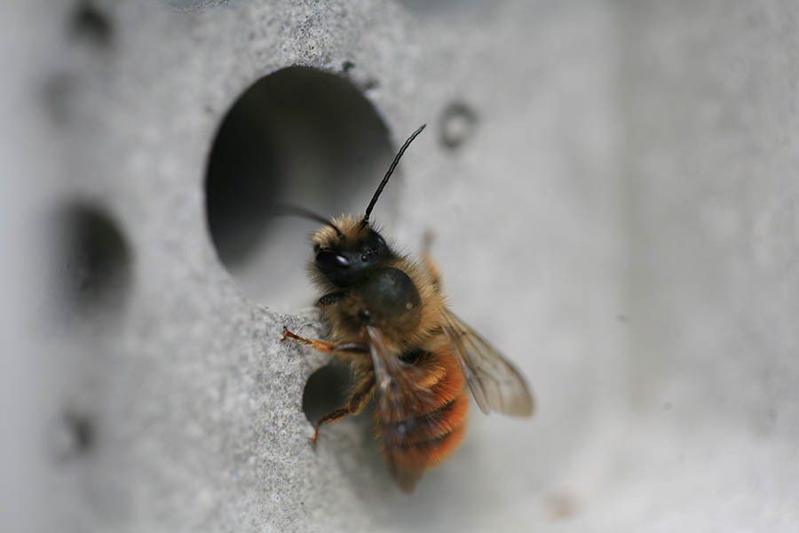 有將近90%的蜜蜂都是獨自生活的「獨居蜂」，雖然不產蜜，卻依然是重要的植物授粉者...