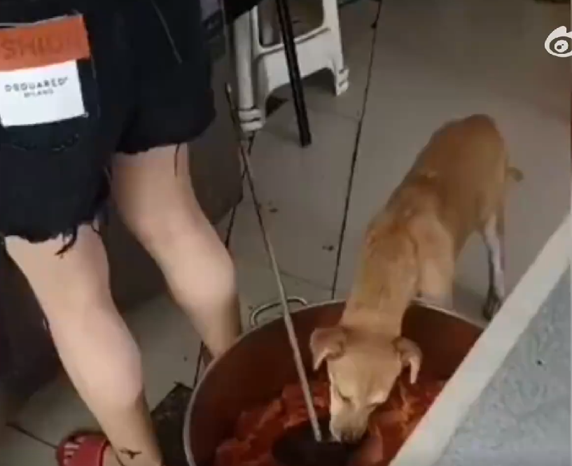 狗狗偷吃裝人類食物的飯桶，外送員直擊大呼噁心。圖取自微博