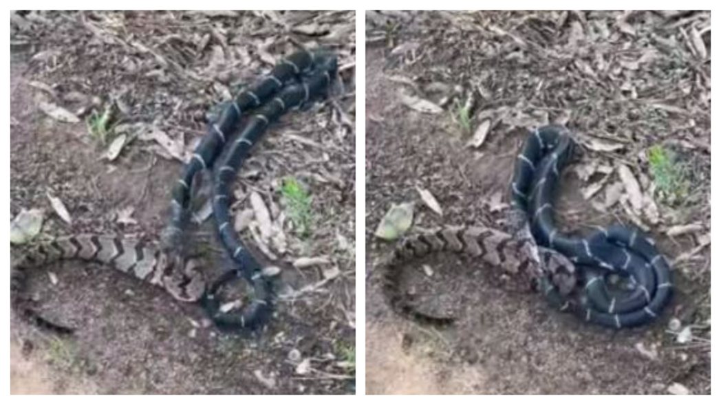 一隻響尾蛇被比自己體型小很多的王蛇吞噬。 (圖/取自影片)